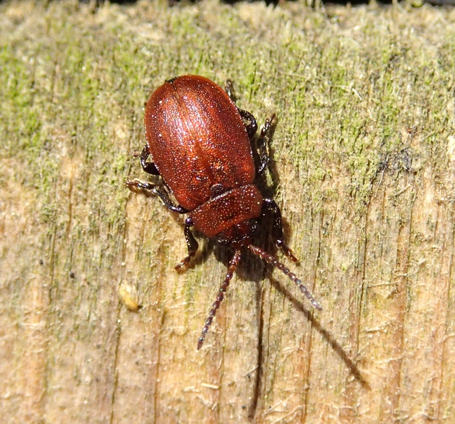 Coleottero da Id. - Galeruca rufa?